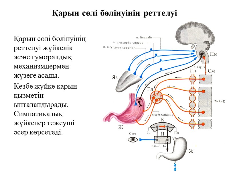Қарын сөлі бөлінуінің реттелуі Қарын сөлі бөлінуінің реттелуі жүйкелік және гуморалдық механизмдермен жүзеге асады.
